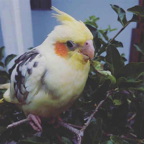 Confira Lindas Fotos De Calopsitas E Compartilhe Seus Amigos