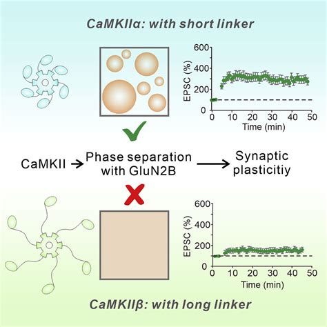 Differential Roles Of Camkii Isoforms In Phase Separation With Nmda