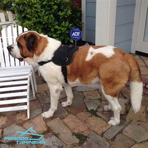 Order Dog Tracking Harness Best Training Gear For Saint Bernard