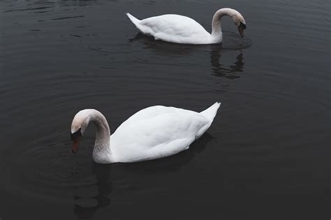 Zwei Wei Enten Karosserie Wasser Vogel Tier Schwan Piqsels