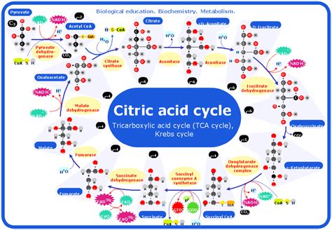 Krebs Cycle Flow Chart