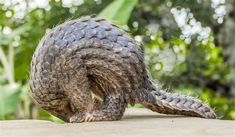 Where can I see the Giant Pangolin in the wild