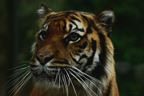 wildlife photography ii behance