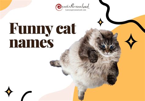 430 Funny Cat Names That Will Make You Giggle