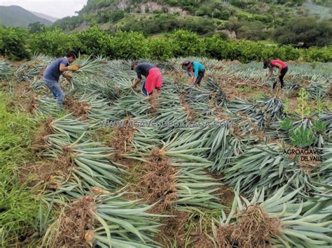 Venta De Maguey De Oaxaca Venta De Maguey De Oaxaca