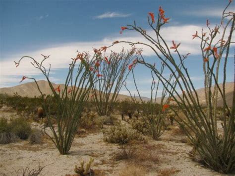 Ocotillo Facts • Insteading