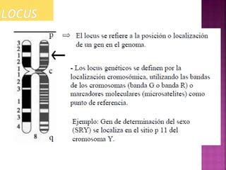 Polimorfismo De Adn Ppt