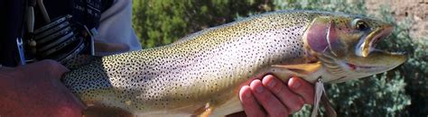 Wyoming Trophy Trout Trip Four Seasons Anglers