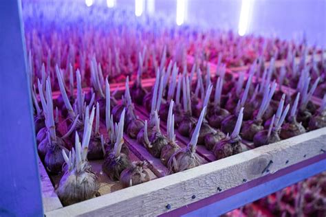 Indoor Saffron Farming with Advanced Technology - The Future is Golden - gruloda