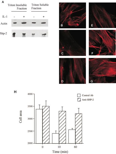 Shp 2 Is Localized To Actin Filaments And Is Required For Il 1 In