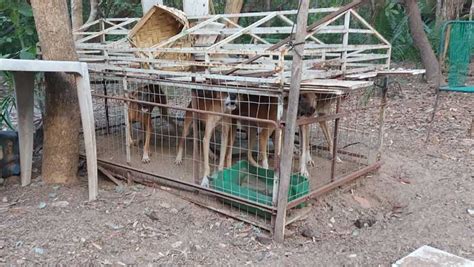 Cachorros são resgatados de jaulas sem água e comida em União PI