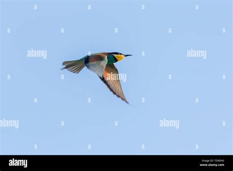 European Bee Eater In Flight Merops Apiaster Stock Photo Alamy