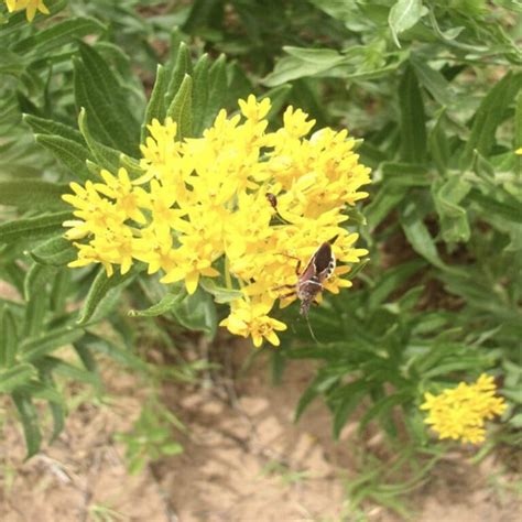 Butterfly Milkweed - Plant - Bamert Seed