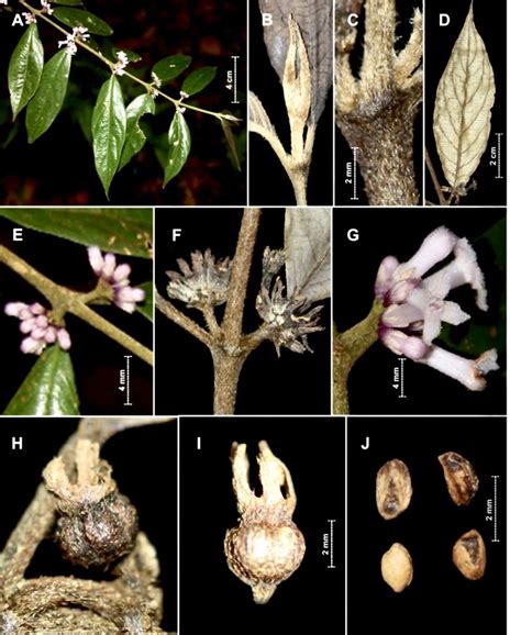 Two New Plant Species Discovered At Vu Quang National Park