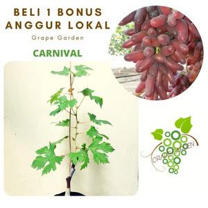 Jual Bibit Anggur Carnival Crv Asli Import Grafting Kota Semarang