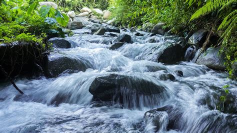 Relaxing Water Sounds, Birds Chirping, Forest Sounds, Amazing Nature ...