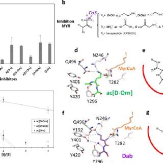 Characterization of K-myristoylation-inspired suicide inhibitors of NMT... | Download Scientific ...