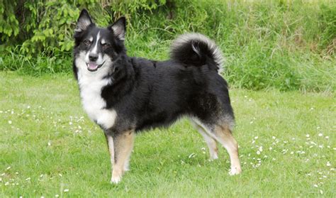 Icelandic Sheepdog Breed Information Vetstreet Vetstreet