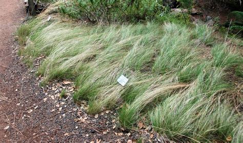 Stipa Lepida Nodding Needlegrass Plant Design Plants Home And Garden