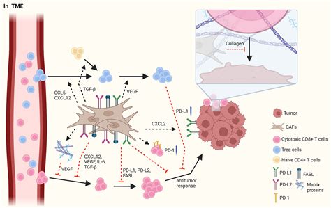 Frontiers Crosstalk Between Fibroblasts And T Cells In Immune Networks