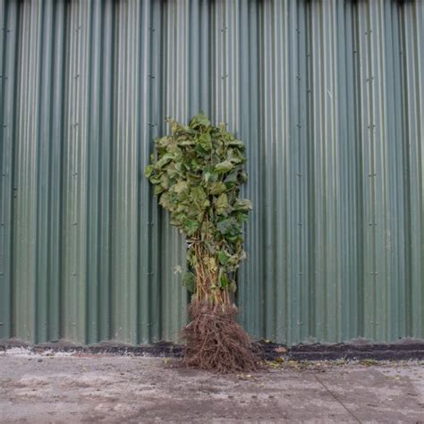 Hazel 80 100cm Bare Root Corylus Avellana ScotPlants Direct UK