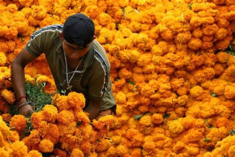 Altar De Muertos Para Qu Sirve La Flor De Cempas Chil En El D A Hot