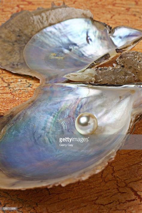 Pearl In Oyster Shell Oysters Oyster Pearl Shells