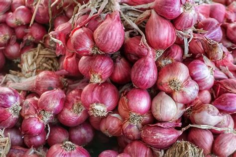 5 Kecamatan Penghasil Bawang Merah Terbesar Di Probolinggo Kelezatan