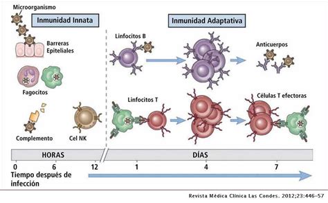 Diferencias Entre Inmunidad Innata Y Adaptativa