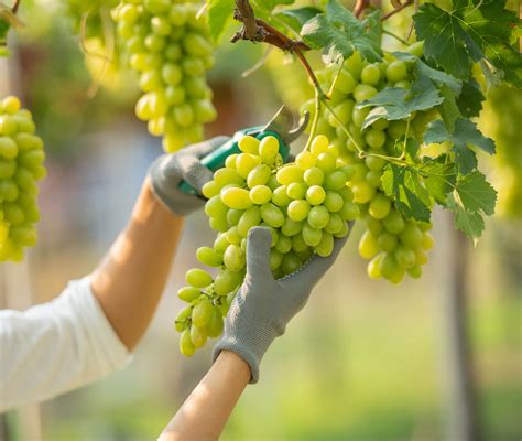 Panorama Da Produ O De Uvas De Mesa No Subm Dio S O Francisco Agro