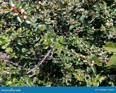 Spring Flowering Shrubs With Small Pink Flowers Close Up Stock Photo