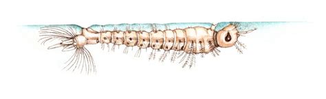 Larva Of Anopheles Gambiae Malaria Mosquito Lizzie Harper