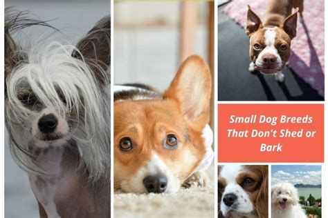 20 Small Dog Breeds That Don't Shed or Bark and Easy to Pet