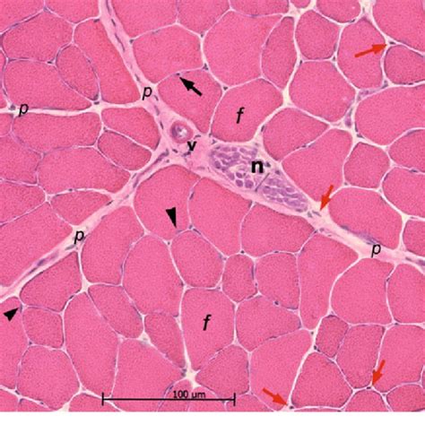 Mammalian Skeletal Muscle In Cross Section Murine Tibialis Anterior