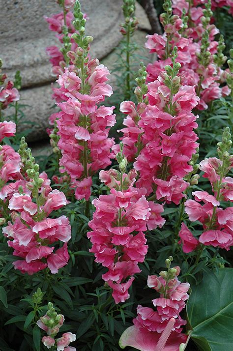 Liberty Classic Rose Pink Snapdragon Antirrhinum Majus Liberty