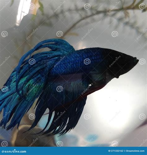 Closeup Photo of a Siamese Fighter Fish Stock Photo - Image of parakeet ...