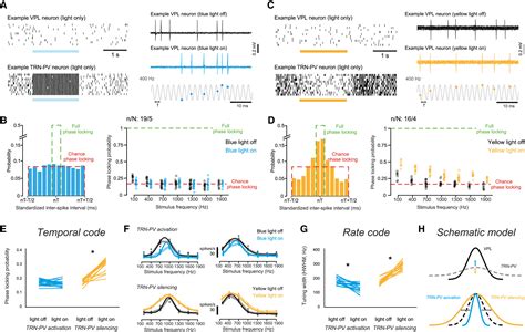 Transformation Of Neural Coding For Vibrotactile Stimuli Along The