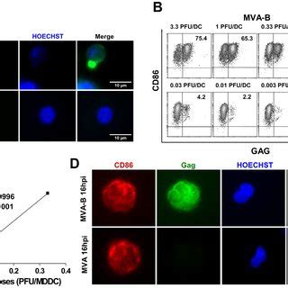 MDDC Infected With MVA B Expressed Intracellular Gag Protein In A