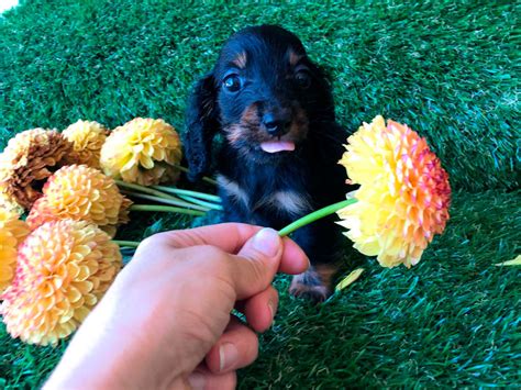 Cuccioli Di Bassotto Allevamento Ca Preziosa Neviano Pr