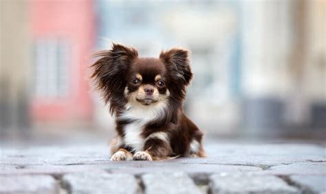 Teacup Chihuahua Breed, Pros and Cons, Size & More - Marvelous Dogs