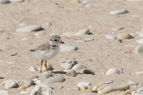 Endangered Piping Plovers Flourish Under Tribes Watch On Remote Lake