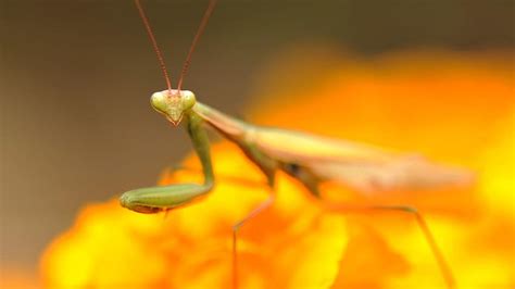 Praying Mantis On Yellow HD Wallpaper Pxfuel