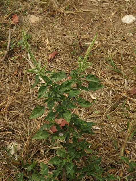 Amaranthus Spinosus Leon Levy Native Plant Preserve