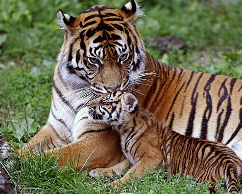 Tiger Family Wallpapers - Wallpaper Cave