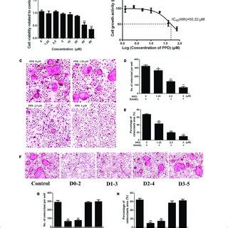 PPD Inhibited RANKL Induced Osteoclast Formation Without Cytotoxic