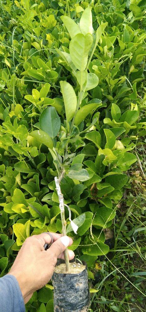 Full Sun Exposure Thai Jambura Thai Batabi Plant For Fruits At Rs