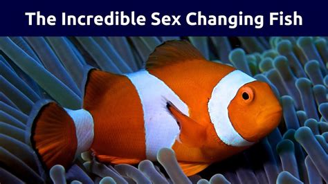 Clownfish Gender Transformation How Male Clownfish Become Female YouTube