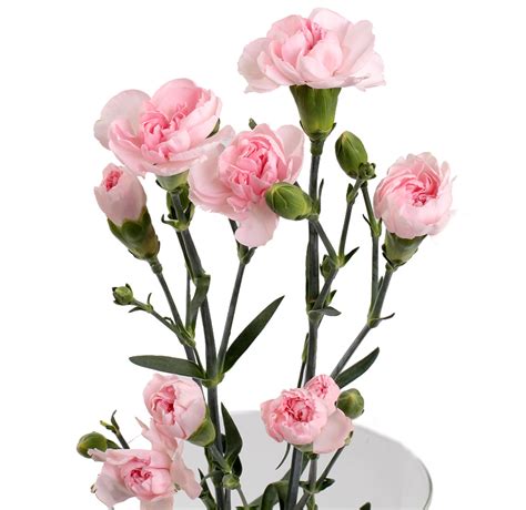 Купить гвоздику розовая кустовая поштучно в Москве | 1 шт. - 249 р. руб.