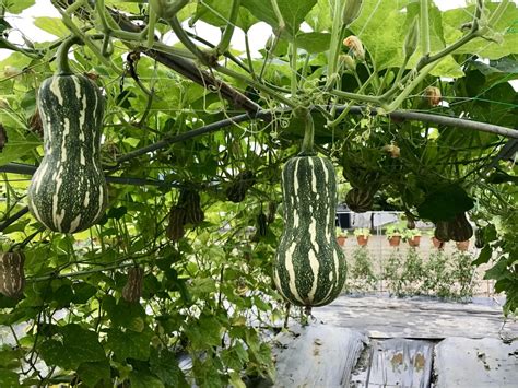 Growing Spaghetti Squash Vertically