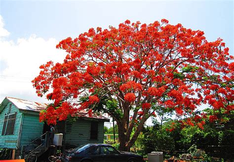 Flamboyant Tree Or Flame Tree